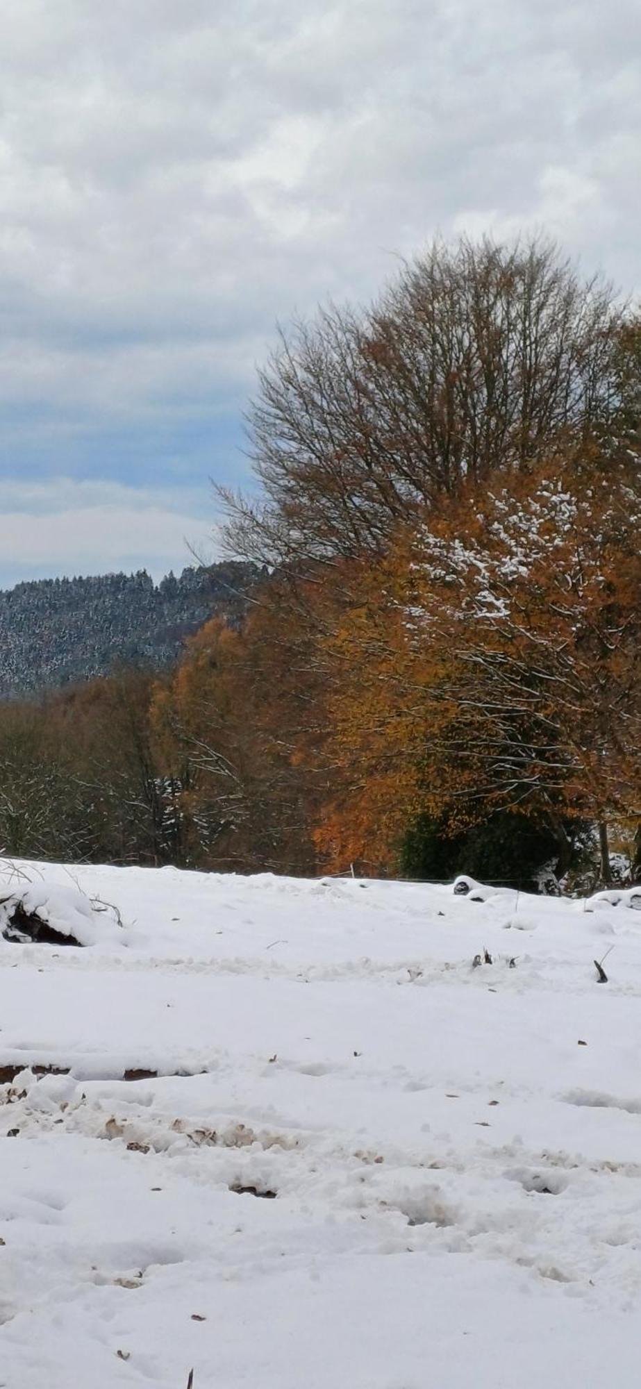 L'Ecureuil - Terrasses De Malmedy Villa Eksteriør bilde